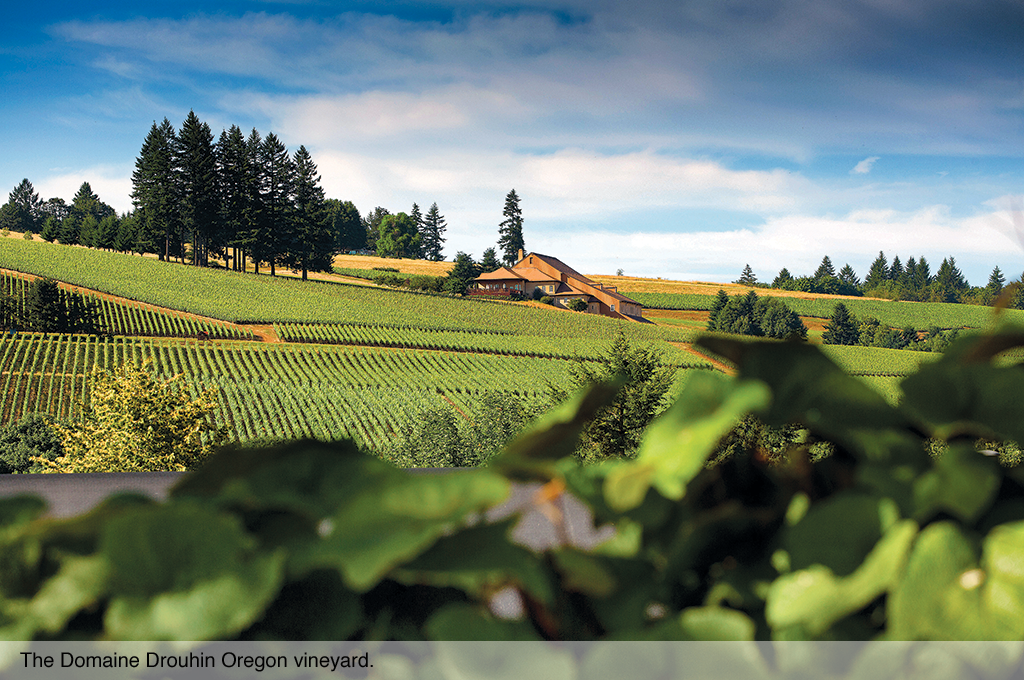The Domaine Drouhin Oregon vineyard.
