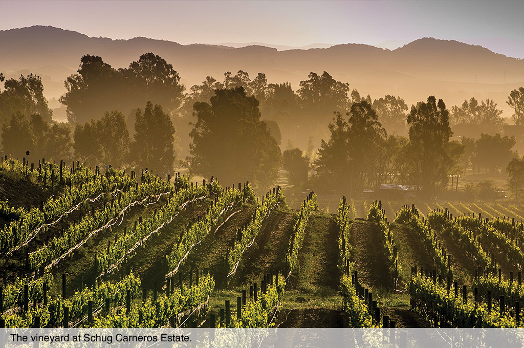 The vineyard at Schug Carneros Estate.