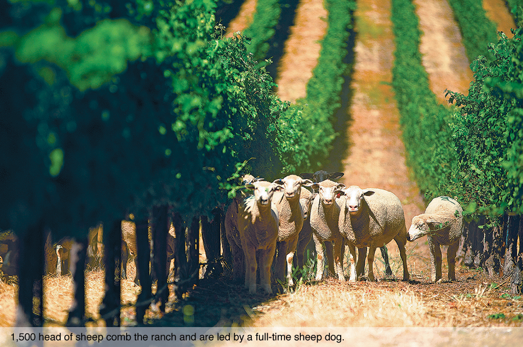 1,500 head of sheep comb the ranch and are led by a full-time sheep dog.