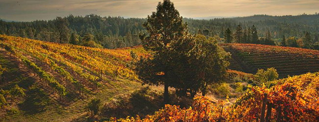 Boeger Winery